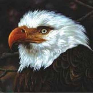 The Hawk is Howling