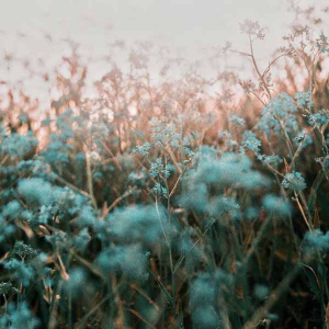 Indigo dream (Ep)