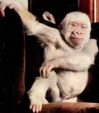 Le Trombicula autumnalis du Singe Blanc…