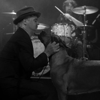 Peter Doherty - Puppy’s en gevoelige snaren