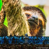 BBC Planet Earth II live in concert – Ode aan Moeder Aarde en diens wonderlijke schepsels