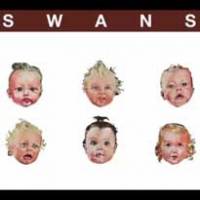 Soyez gentils avec Swans…