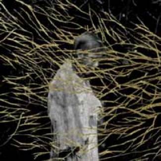 Le dub narcotique de Forest Swords…
