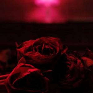 Des roses sans les épines pour The Paper Kites…