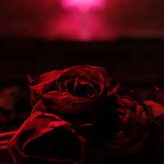 Des roses sans les épines pour The Paper Kites…