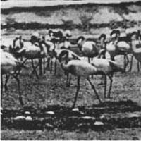 Flamingo