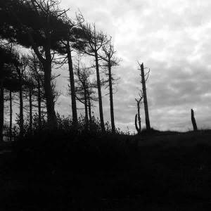 The Indestructibility Of The Already Felled 