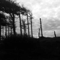 The Indestructibility Of The Already Felled 